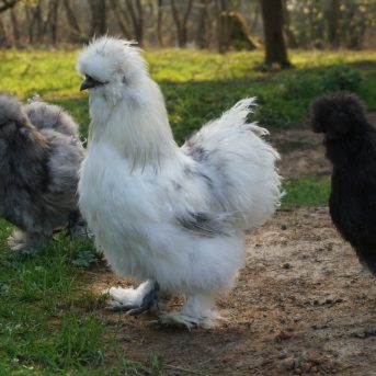 Bild oder Logo der Dankstelle Alpakafarm Hirtenaue