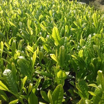 Bild der Dankstelle Green Tea Café konomi