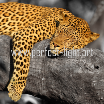 Bild oder Logo der Dankstelle Perfect Light Photo Art Gallery